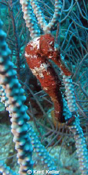 Roatan Sea Horse by Kent Keller 